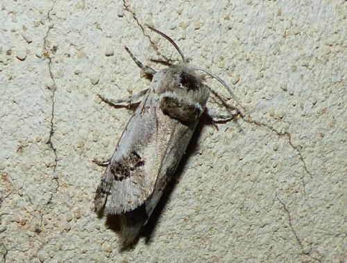 Parahypopta caestrum
